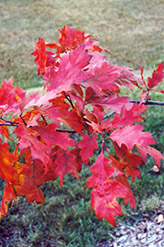 Red Oak (Quercus rubra) at Echter's Nursery & Garden Center
