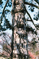 Austrian Pine (Pinus nigra) at Echter's Nursery & Garden Center