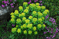 Cushion Spurge (Euphorbia polychroma) at Echter's Nursery & Garden Center