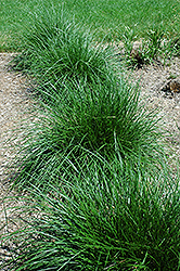 Tufted Hair Grass (Deschampsia cespitosa) at Echter's Nursery & Garden Center