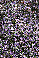 Sea Lavender (Limonium latifolium) at Echter's Nursery & Garden Center