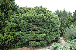 Dwarf Blue Scotch Pine (Pinus sylvestris 'Glauca Nana') at Echter's Nursery & Garden Center