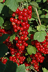Red Lake Red Currant (Ribes rubrum 'Red Lake') at Echter's Nursery & Garden Center