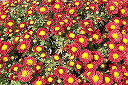 Red Daisy Chrysanthemum (Chrysanthemum 'Red Daisy') at Echter's Nursery & Garden Center