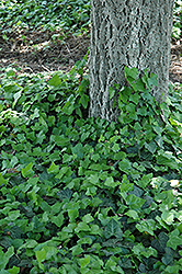 Baltic Ivy (Hedera helix 'Baltica') at Echter's Nursery & Garden Center