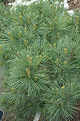 Blue Shag White Pine (Pinus strobus 'Blue Shag') at Echter's Nursery & Garden Center