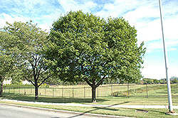 Norway Maple (Acer platanoides) at Echter's Nursery & Garden Center