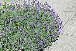 Munstead Lavender (Lavandula angustifolia 'Munstead') at Echter's Nursery & Garden Center