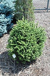 Sherwood Compact Norway Spruce (Picea abies 'Sherwood Compact') at Echter's Nursery & Garden Center