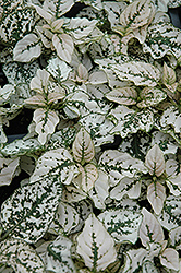 Splash Select White Polka Dot Plant (Hypoestes phyllostachya 'PAS2343') at Echter's Nursery & Garden Center
