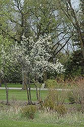 Toka Plum (Prunus 'Toka') at Echter's Nursery & Garden Center