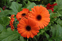 Orange Gerbera Daisy (Gerbera 'Orange') at Echter's Nursery & Garden Center