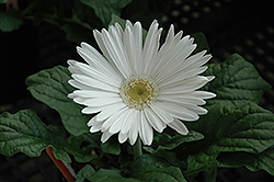White Gerbera Daisy (Gerbera 'White') at Echter's Nursery & Garden Center