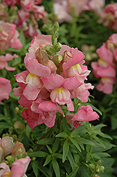 Snapshot Pink Snapdragon (Antirrhinum majus 'PAS409640') at Echter's Nursery & Garden Center