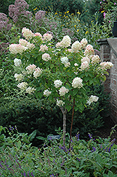 Limelight Hydrangea (tree form) (Hydrangea paniculata 'Limelight (tree form)') at Echter's Nursery & Garden Center