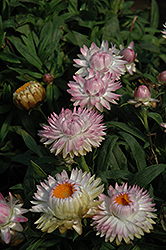Dreamtime Jumbo Light Pink Strawflower (Bracteantha bracteata 'Dreamtime Jumbo Light Pink') at Echter's Nursery & Garden Center