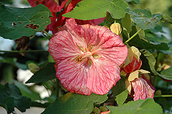 Bella Pink Flowering Maple (Abutilon 'Bella Pink') at Echter's Nursery & Garden Center