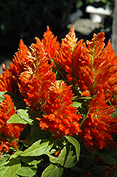 Orange Plumed Celosia (Celosia plumosa 'Orange') at Echter's Nursery & Garden Center