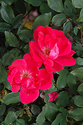 Red Knock Out Rose (Rosa 'Red Knock Out') at Echter's Nursery & Garden Center