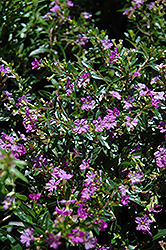 Purple False Heather (Cuphea hyssopifolia 'Purple') at Echter's Nursery & Garden Center