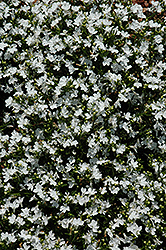 Magadi Compact White Lobelia (Lobelia erinus 'Magadi Compact White') at Echter's Nursery & Garden Center