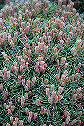 Bambino Dwarf Austrian Pine (Pinus nigra 'Bambino') at Echter's Nursery & Garden Center