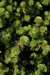 Sherwood Compact Norway Spruce (Picea abies 'Sherwood Compact') at Echter's Nursery & Garden Center