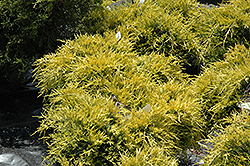 Sea Of Gold Juniper (Juniperus x media 'Sea Of Gold') at Echter's Nursery & Garden Center