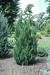 Blue Point Juniper (Juniperus chinensis 'Blue Point') at Echter's Nursery & Garden Center