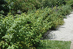 Heritage Raspberry (Rubus 'Heritage') at Echter's Nursery & Garden Center