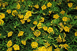 MiniFamous Double Yellow Calibrachoa (Calibrachoa 'MiniFamous Double Yellow') at Echter's Nursery & Garden Center