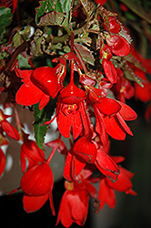Waterfall Encanto Falls Red Begonia (Begonia boliviensis 'Encanto Falls Red') at Echter's Nursery & Garden Center
