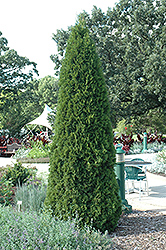 Emerald Green Arborvitae (Thuja occidentalis 'Smaragd') at Echter's Nursery & Garden Center