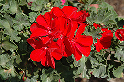 Savannah Really Red Geranium (Pelargonium 'Savannah Really Red') at Echter's Nursery & Garden Center