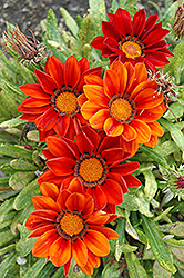 New Day Clear Red Shades (Gazania 'New Day Red Shades') at Echter's Nursery & Garden Center