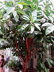 Rubber Tree (Ficus elastica) at Echter's Nursery & Garden Center