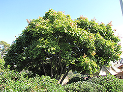 Golden Rain Tree (Koelreuteria elegans) at Echter's Nursery & Garden Center