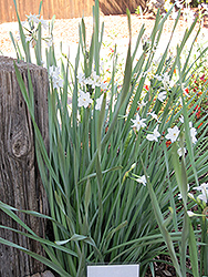 Paperwhites (Narcissus papyraceus) at Echter's Nursery & Garden Center