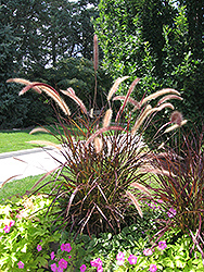 Purple Fountain Grass (Pennisetum setaceum 'Rubrum') at Echter's Nursery & Garden Center