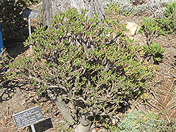 Hobbit Jade Plant (Crassula ovata 'Hobbit') at Echter's Nursery & Garden Center