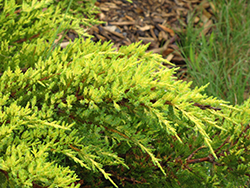 Daub's Frosted Juniper (Juniperus x media 'Daub's Frosted') at Echter's Nursery & Garden Center