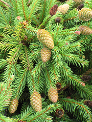 Pusch Spruce (Picea abies 'Pusch') at Echter's Nursery & Garden Center