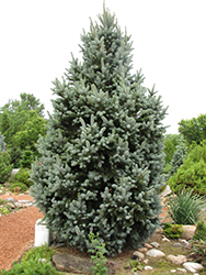 Iseli Fastigiate Spruce (Picea pungens 'Iseli Fastigiata') at Echter's Nursery & Garden Center