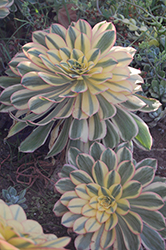 Sunburst Aeonium (Aeonium 'Sunburst') at Echter's Nursery & Garden Center