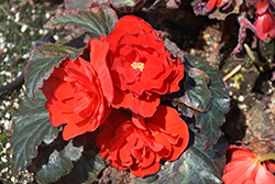 Nonstop Mocca Red Begonia (Begonia 'Nonstop Mocca Red') at Echter's Nursery & Garden Center