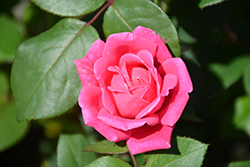 Pink Double Knock Out Rose (Rosa 'Radtkopink') at Echter's Nursery & Garden Center