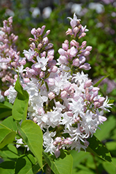 Beauty of Moscow Lilac (Syringa vulgaris 'Beauty of Moscow') at Echter's Nursery & Garden Center