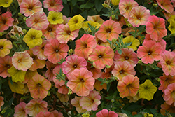 Cascadias Indian Summer Petunia (Petunia 'Cascadias Indian Summer') at Echter's Nursery & Garden Center