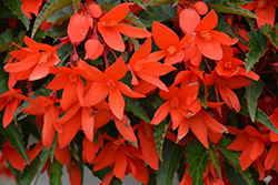 Waterfall Encanto Orange Begonia (Begonia boliviensis 'Encanto Orange') at Echter's Nursery & Garden Center