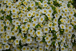 MiniFamous Neo White + Yellow Eye Calibrachoa (Calibrachoa 'KLECA16314') at Echter's Nursery & Garden Center
